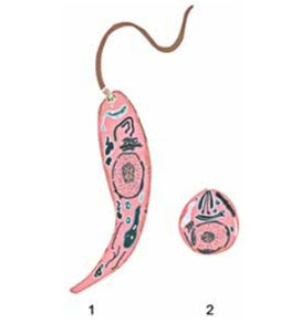 Q37.png (272×292)