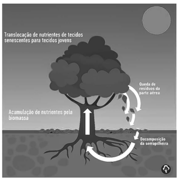 Q41.png (353×360)