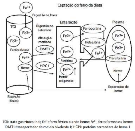 Captura_de tela 2025-12-21 183149.png (450×439)