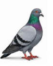 Q40C.png (110×135)