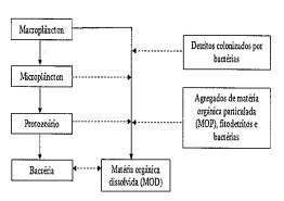 Captura_de tela 2026-05-29 160832.jpg (262×185)