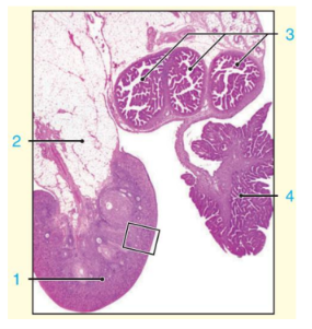 Captura_de tela 2026-07-13 084117.png (285×301)