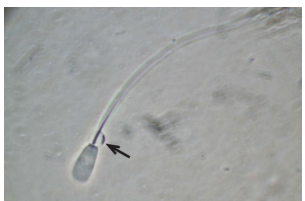 q54.png (305×201)