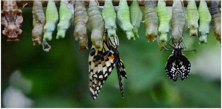 Captura_de tela 2025-11-13 091851.png (711×352)