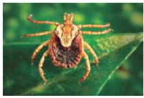 Q38.png (210&times;144)