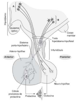 Imagem associada para resolu&ccedil;&atilde;o da quest&atilde;o