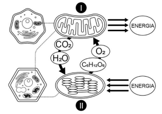Imagem associada para resolu&ccedil;&atilde;o da quest&atilde;o