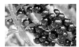 Imagem associada para resolu&ccedil;&atilde;o da quest&atilde;o