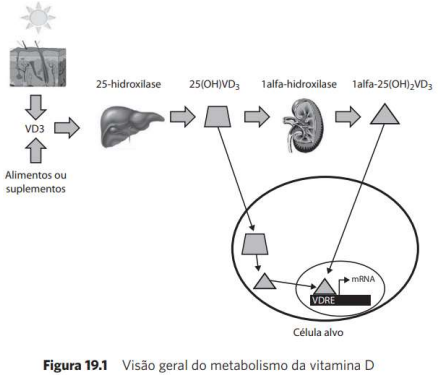 Captura_de tela 2026-05-18 140509.png (445&times;386)