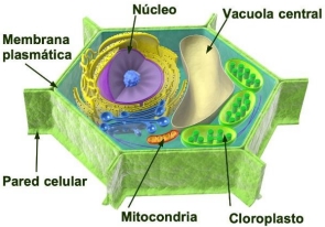 39.jpg (295&times;206)