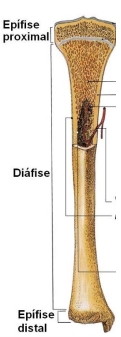 50.jpg (121&times;337)